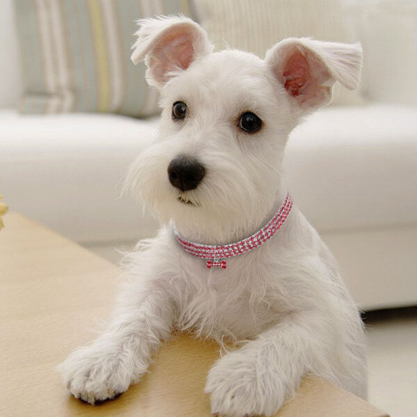 Bling Rhinestone Dog Collar Crystal Puppy Chihuahua Pet Dog Collars Leash For Small Medium Dogs Cats - Image 4