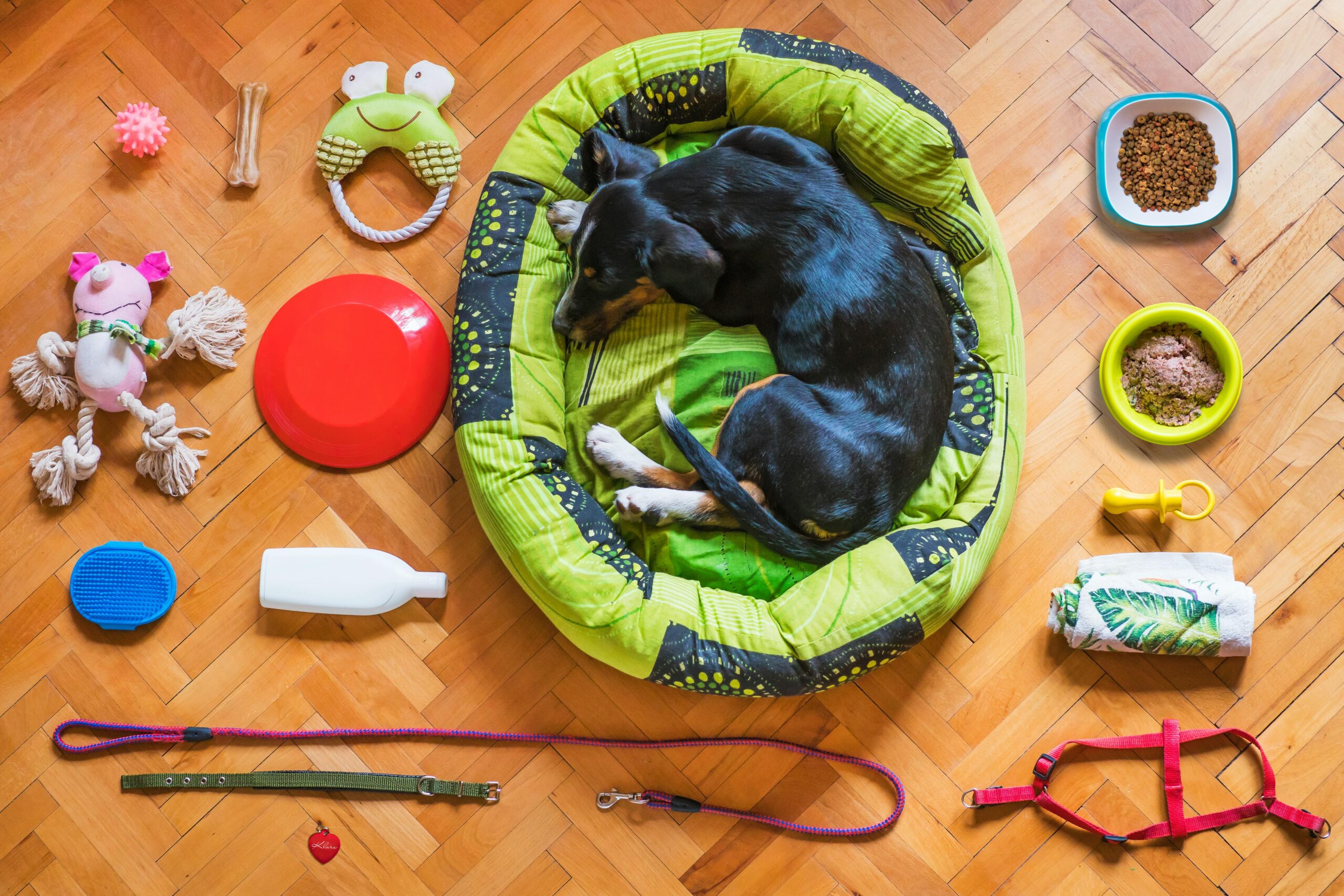 Pet Accessories